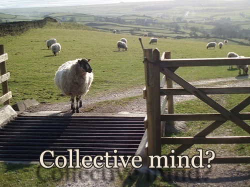 Are sheep linked with a collective mind?